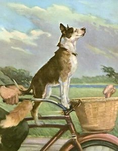 DOG RIDING ON THE FRONT OF A BYCYCLE CUTE 1950'S ART PRINT ARTIST WESLEY DENNIS - Picture 1 of 1