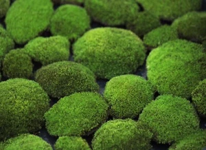 Live Velvet Pillow Moss cushions SALE UPDATE! - 3, 5, 10 PC Bonsai top Terrarium - Picture 1 of 7
