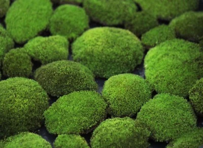 Almohada de terciopelo vivo cojines musgo ¡ACTUALIZACIÓN DE OFERTA! - Terrario superior bonsai de 3, 5, 10 piezas Foto 1 de 4