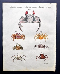 Bertuch seltener antiker handkolorierter botanischer Druck von 1810: verschiedene Krabbenarten 1 - Bild 1 von 2