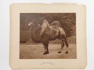 Foto grande con impresión de carbono Gambier Bolton bacteria camello animal zoológico c1900 - Imagen 1 de 1