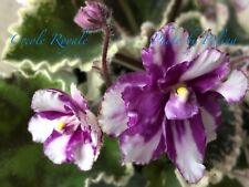 African Violet Creole Royale (B.Sisk,1984) plant - Gorgeous Vintage!