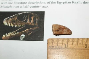 Carcharodontosaurus dinosaur CARCHARODON TOOTH 1" AKA African TREX T REX TC4 - Picture 1 of 6