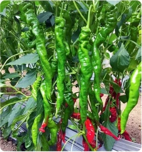 10 Samen lange Paprika Bratpaprika grün Chili max 40cm lang (scharf) - Bild 1 von 2