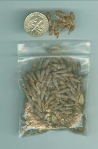 .6 oz of Petite Sea Shells Craft Seashells Large lot Crafts Jewelry Mini - Picture 1 of 1
