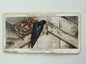 John Player & Sons - 1937 Birds & Their Young - Card #37 - Swallow - Picture 1 of 2
