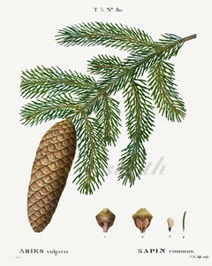 EINZELNER KIEFERNZAPFEN 8" x 10" Giclée Kunstdruck - Bild 1 von 1