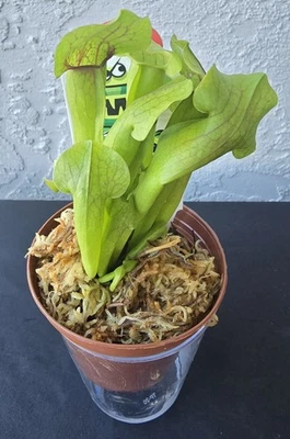 3" American Pitcher Plants (Sarracenia). - Image 1 of 2