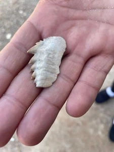 Schöner Krähenhai Notidanodon Loozi versteinert Jura Peroid Kreide Ra - Bild 1 von 4