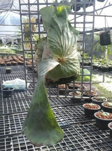 Staghorn Fern Platycerium Budsaba 1000 - Certificado fitosanitario de esporas 2000 - Imagen 1 de 2