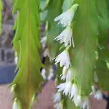 Lepismium houlletianum (Snowdrop Cactus) -rare - x 2 rooted cuttings