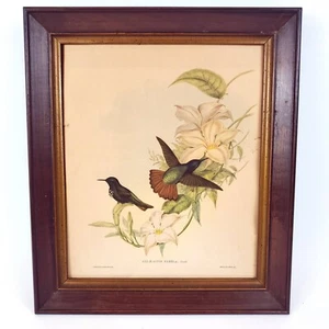 Black-Hooded Sunbeam Hummingbird Aglaeactis Pamela Lithograph Antique 14.5"x11" - Picture 1 of 12