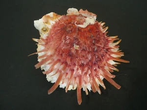 Super Color...SPONDYLUS VARIUS~90.4mm~Philippines SEASHELL - Picture 1 of 3