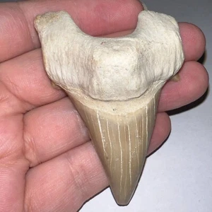 MONSTER OTODUS OBLIQUUS Fossil Shark Tooth 2.93 IN MEGALODON ANCESTOR! - Picture 1 of 3