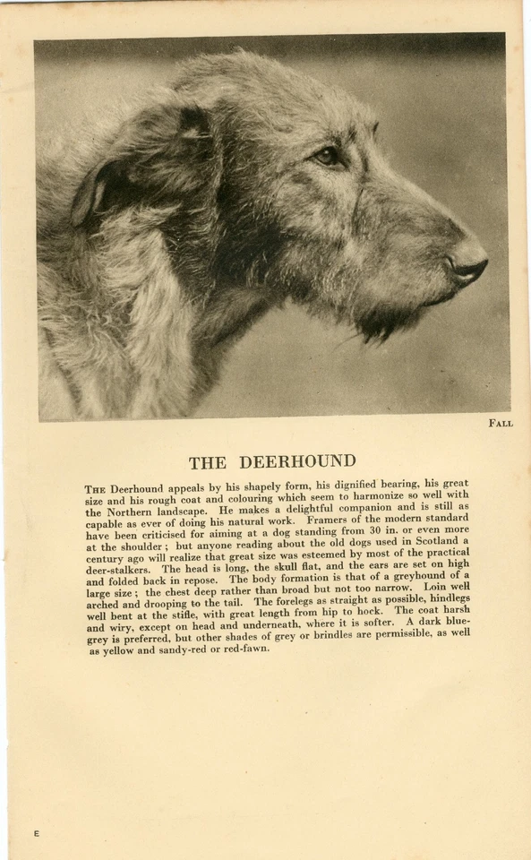 DEERHOUND HEAD STUDY & TEXT  OLD VINTAGE 1930 DOG PHOTO by FALL PRINT PAGE - Image 1 of 1