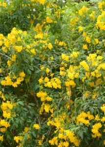 30 Seeds * Yellow Bells * Esperanza * Tecoma stans * September 2024 - Picture 1 of 3