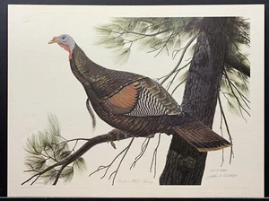 John A. Ruthven Limited Edition Signed Print “Eastern Wild Turkey” 1967 - Picture 1 of 3