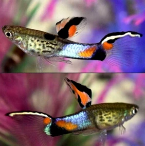 Blue Snakeskin Endler's - TWO TRIO's (2 Trio's (2M/4F) (6 fish)) - Picture 1 of 6