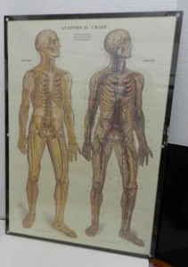 PRINT MAX BRODEL MEDICAL: CIRCULATORY & NERVOUS SYSTEM, 28 X 20" plexi framed - Picture 1 of 10