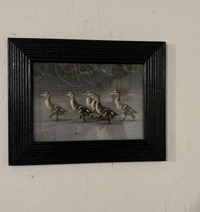 Foto anatroccoli incorniciata arte da parete cornice legno nero natura fauna selvatica decorazione - Foto 1 di 3