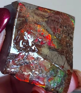 Ammolite Ammonite tabletop Display Piece 43.2x37.6x24.6mm 18792 - Picture 1 of 4