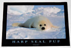 HARP SEAL PUP POSTER FROM 1995 