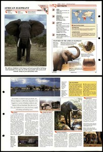 African Elephant #4 Mammals Wildlife Fact File Fold-Out Card