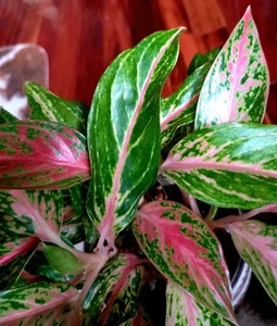 RARE XL Aglaonema Red Fire Hybrid 19" Tall 1 Gal Pot Aroid Not  Philodendron  - Picture 1 of 24