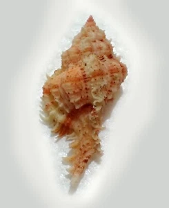 Tatskieshells- Chicoreus superbus - 70mm - Picture 1 of 4
