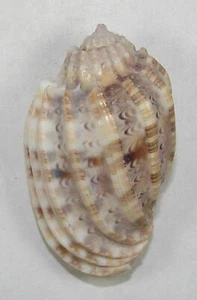 HARPA AMOURETTA 45,18mm SUPER CHOICE SPECIMEN off Tulear, Madagaskar - Bild 1 von 2