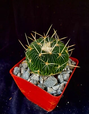 Stenocactus multicostatus, cactus plants - Image 1 of 4