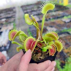 1 Pack 100 Venus Flytrap Dionaea Muscipula Flycatcher Bonsai Full Sun - Imagen 1 de 13