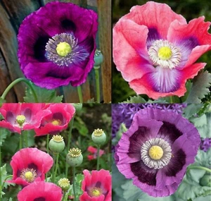Poppy DELUXE MIX Breadseed somniferum large Blooms Decorative Pods USA 500 Seeds - Picture 1 of 10