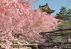 Heian Shrine Cherry Blossoms Jingu Japan Japanese Postcard #4