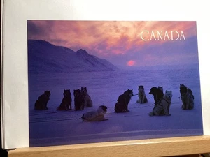 Perros de trineo al atardecer: en algún lugar muy frío en Canadá: - Postal vintage - Imagen 1 de 3