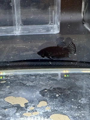 Plakat Fighter Female legitimate - Image 1 of 4