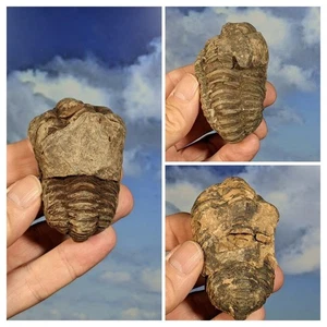 Set of 3 Trilobite Flexicalymene Fossils. As shown. Boxed with Info. - Picture 1 of 4