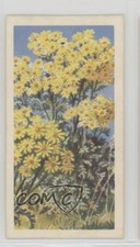 1964 Brooke Bond Wild Flowers Series 3 Ragwort #40 4az
