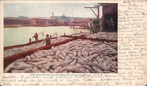 POSTAL SALMON CATCH PUGET SOUND WASHINGTON - 1905 - Imagen 1 de 2