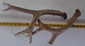 Pair of About 17 Inch Long Deer Antler Natural Sheds for Arts Crafts Display - Picture 1 of 2