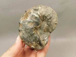 Ammonit Fossil 3,1 Zoll späte Kreidezeit Pierre Schiefer Montana #O100 - Bild 1 von 11