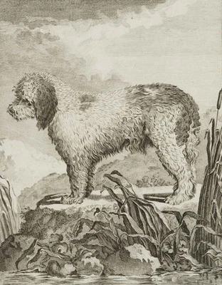 M. DRALOW (18.Jhd) zug., Großer Pudel, Kupferstich Realismus Tiere 1700-1749 - Bild 1 von 4