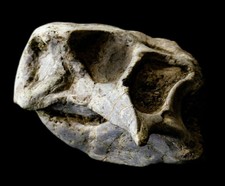 [LPTH006] Rare Museum Grade Psittacosaurus Dinosaur Skull Fossil