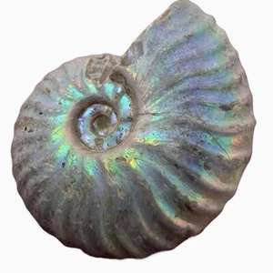 Silver Iridescent Ammonite Fossil!  110 Million Years Old! - Picture 1 of 11