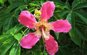 Ceiba speciosa SEEDS 6 Seeds Silk floss tree monkey no climb tree Large flower - Picture 1 of 3