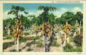 812 Papaya Plantage Florida Postkarte 3A-H685 1948 verschickt - Bild 1 von 2