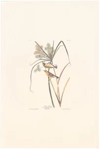 Audubon Abbeville Edition Double Elephant Folio litho Pl 14 Prairie Warbler - Picture 1 of 2
