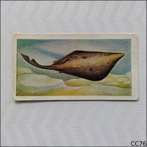 White Fish Authority Card The Fish We Eat #11 Skate (CC76)