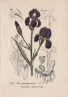 German Sword Lily (Iris × Germanica) Chromo Lithograph from 1880 Bearded Iris