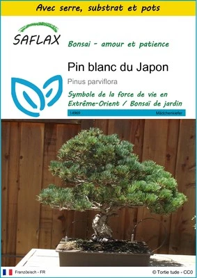 SAFLAX - Kit de culture - Pin blanc du Japon - 12 Graines - Photo 1/4